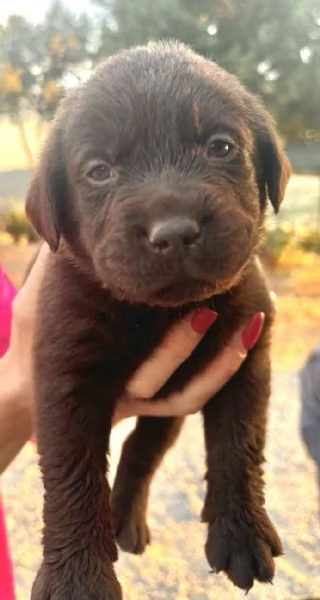 Venduta cuccioli Labrador cioccolato  | Foto 0