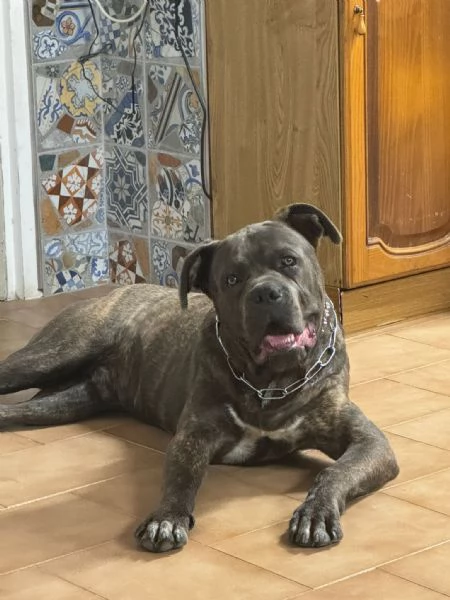 Cane corso 8 mesi 