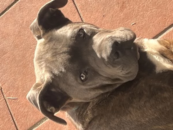 Cane corso 8 mesi  | Foto 0