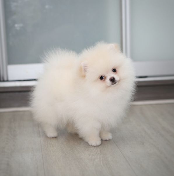 Cuccioli POMERANIA toy | Foto 0