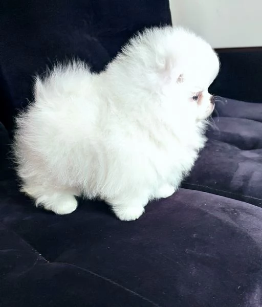 CUCCIOLI POMERANIA BIANCHI 