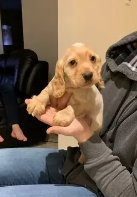 Cuccioli di cocker spaniel marroni e neri