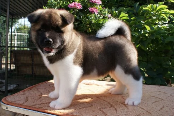 cuccioli di akita inu regalo