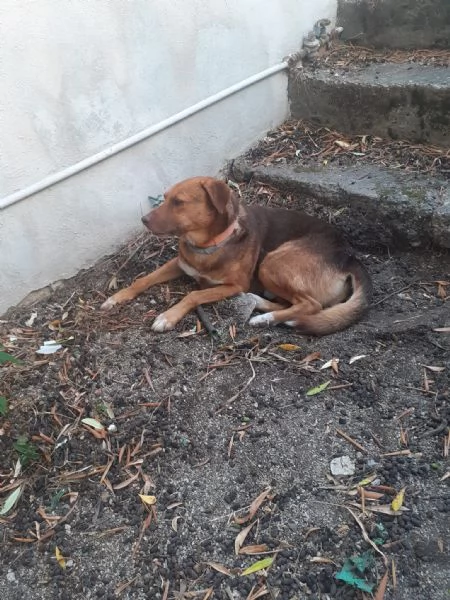 Regalo cane adulto  | Foto 0