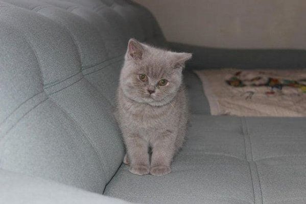 Bellissime cucciolate di british shorthair | Foto 0