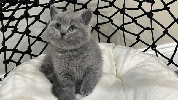 Due British shorthair | Foto 0