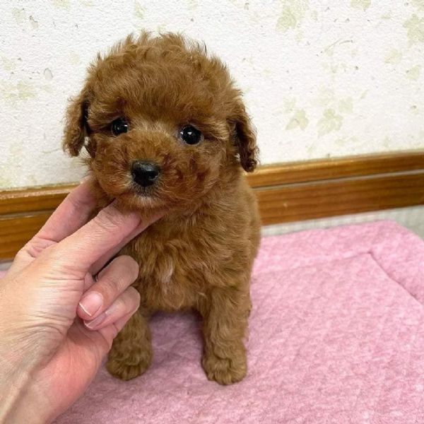 Bellissimi cuccioli barboncino | Foto 0