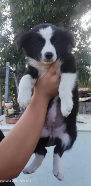 Bordie Collie puri  | Foto 5