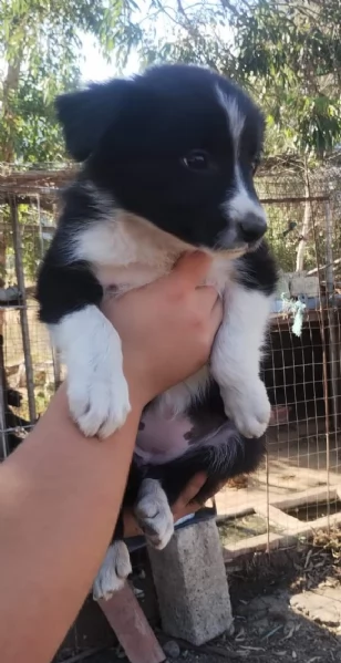 Bordie Collie puri  | Foto 3