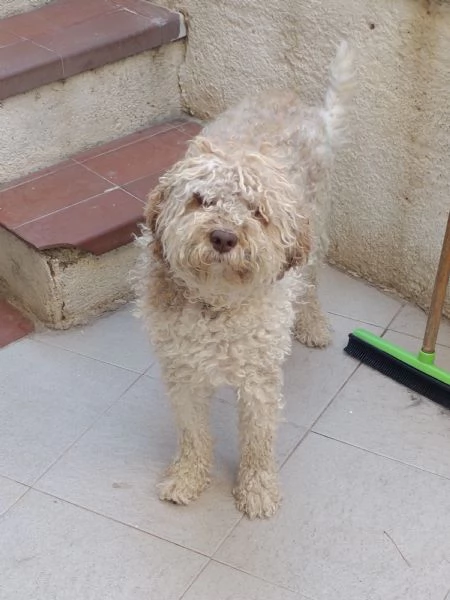 Lagotto romagnolo  | Foto 0