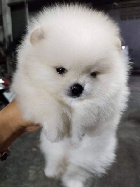 Cuccioli di Spitz Pomerania taglia mini | Foto 0