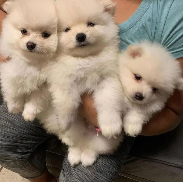 Cuccioli adorabili, carini e di Pomerania in vendita