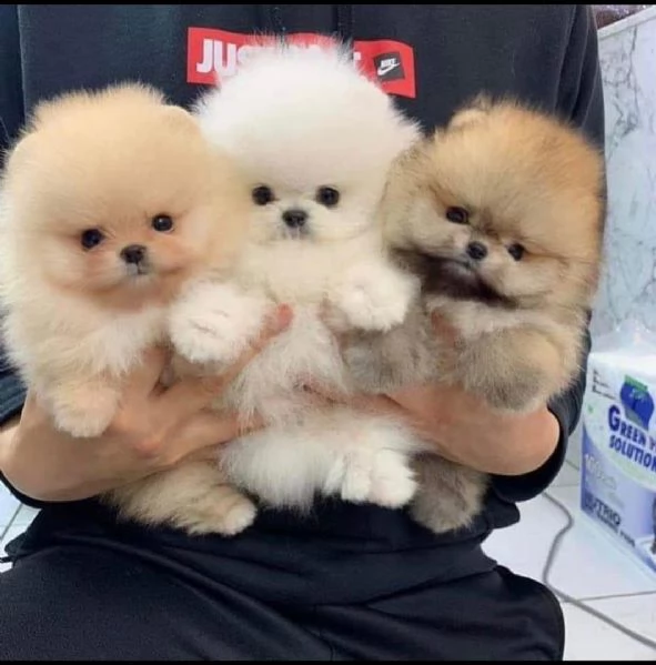 Cuccioli adorabili, carini e di Pomerania in vendita | Foto 0