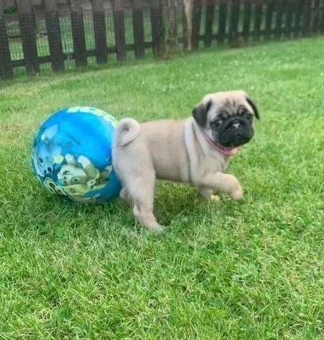 Regala dei cuccioli di carlino | Foto 0