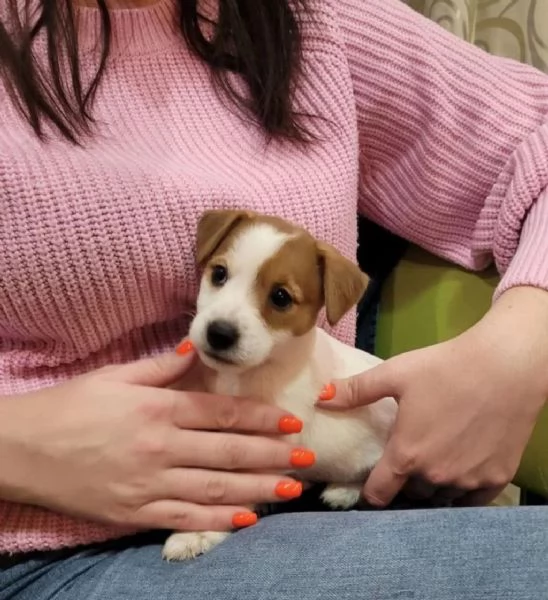 Regala dei cuccioli di Jack Russel | Foto 1