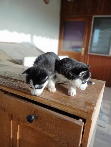 Regala dei cuccioli di Husky | Foto 2