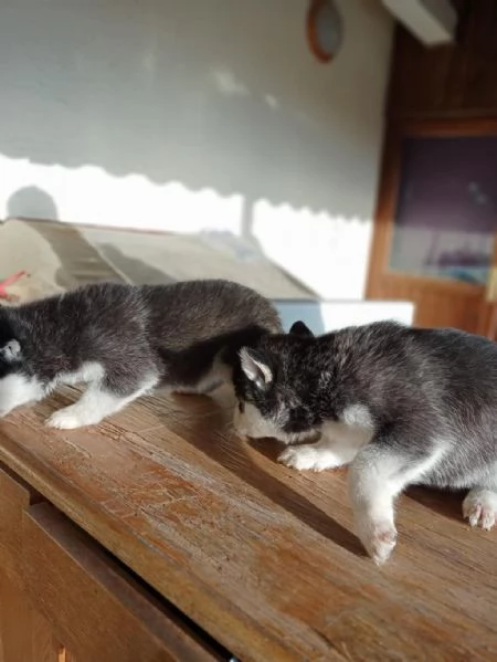 Regala dei cuccioli di Husky | Foto 0