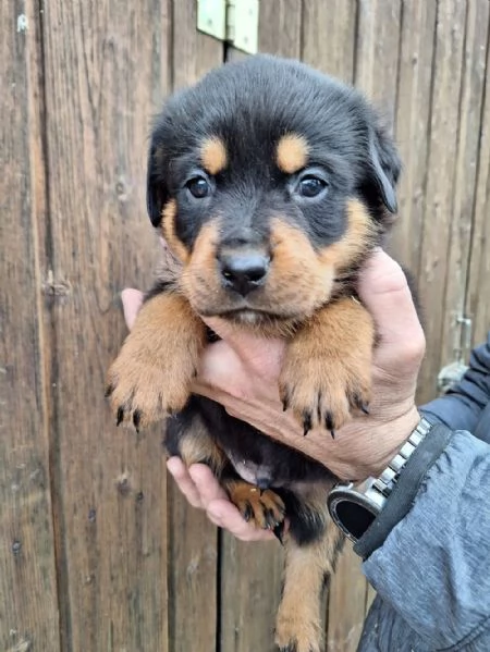 Regala dei cuccioli di Rottweiler | Foto 2