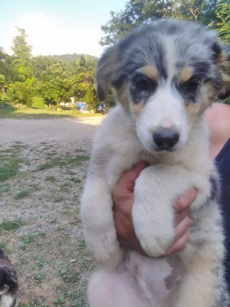 Australian shepard 