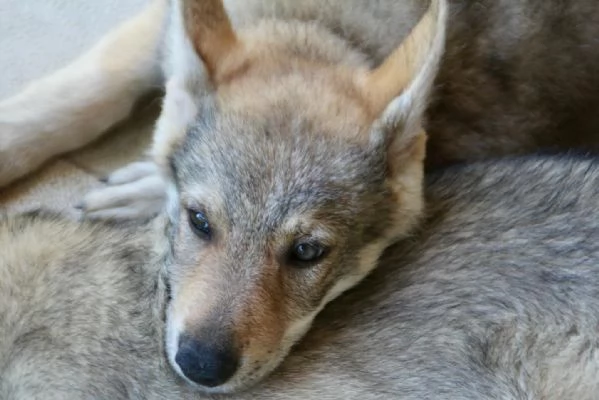 CANE LUPO CECOSLOVACCO | Foto 1