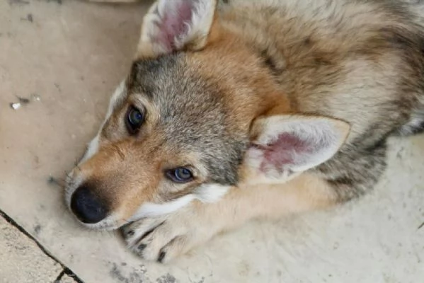 CANE LUPO CECOSLOVACCO | Foto 0