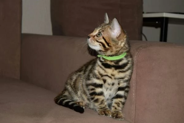 cuccioli bengal | Foto 0