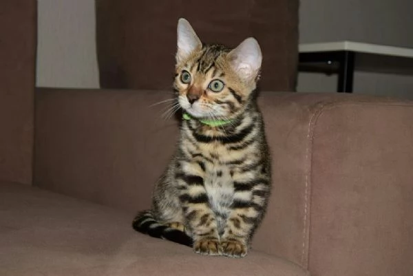 cuccioli bengal