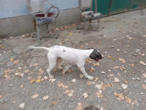 Lagotto per accoppiamento