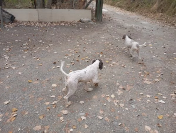 Lagotto per accoppiamento | Foto 1