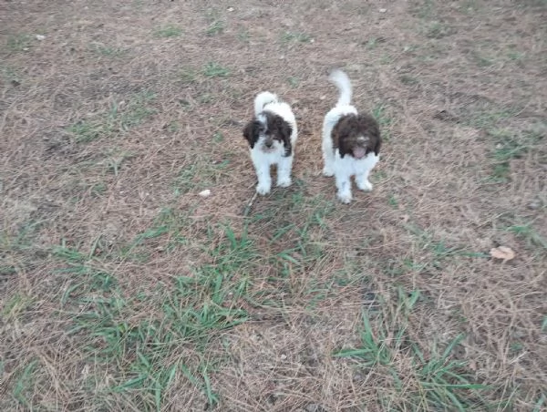 Cuccioli di Lagotto Romagnolo pedigree ROI | Foto 1