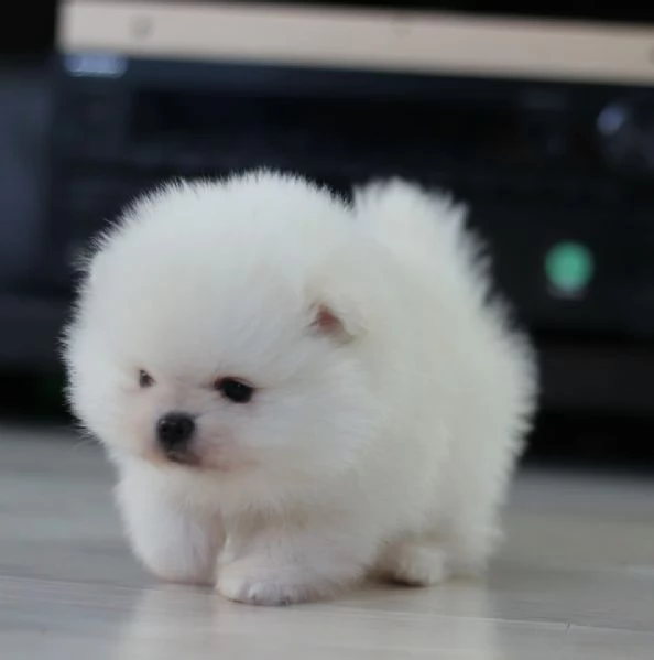 CUCCIOLI DI POMERANIA BIANCHI  | Foto 0