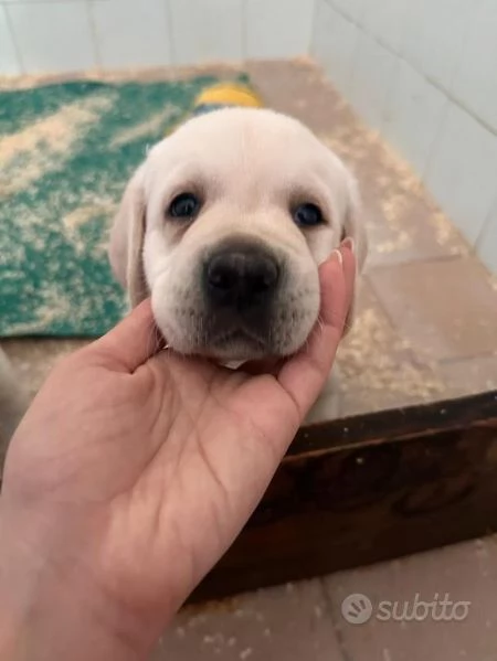 Cucciolo Di Labrador Maschio Nato il 25 Maggio pg | Foto 0