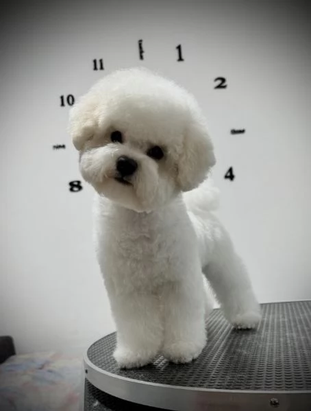 Bichon Frise cucciolo femmina | Foto 4