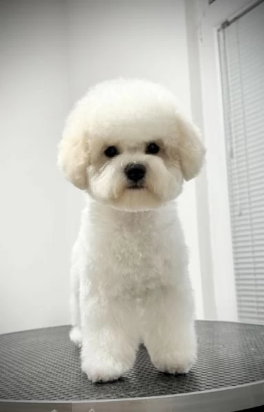 Bichon Frise cucciolo femmina