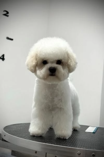 Bichon Frise cucciolo femmina | Foto 3