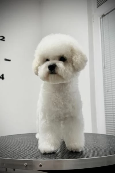 Bichon Frise cucciolo femmina | Foto 2