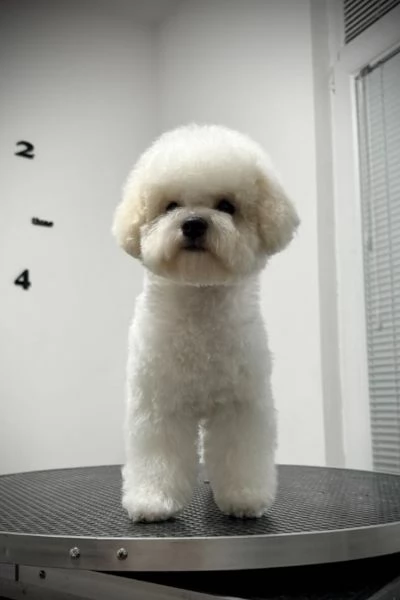 Bichon Frise cucciolo femmina | Foto 1