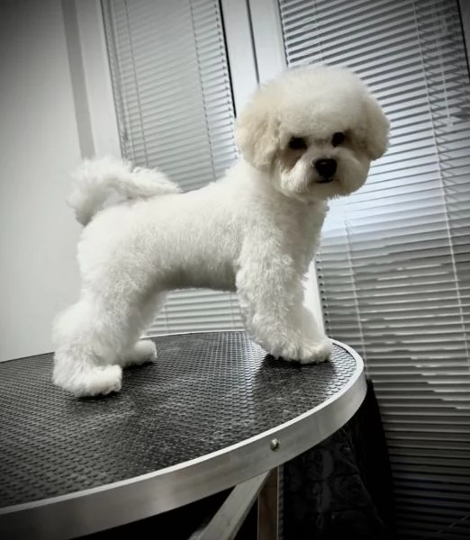 Bichon Frise cucciolo femmina | Foto 0