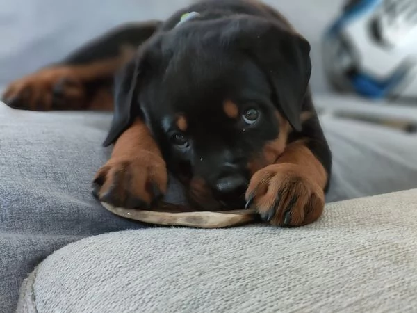 CUCCIOLI SELEZIONATI DI ROTTWEILER - PEDEGREE ROSA | Foto 6