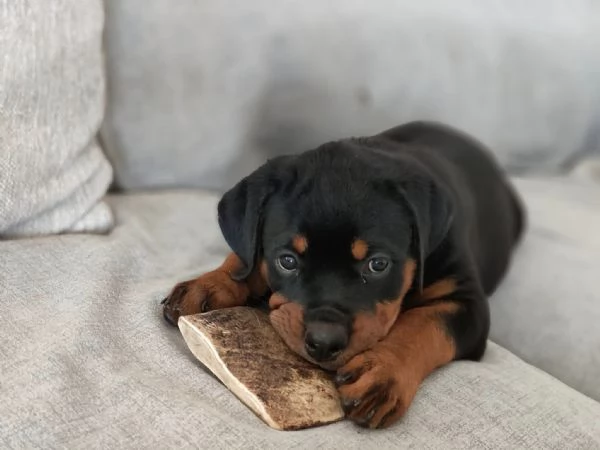 CUCCIOLI SELEZIONATI DI ROTTWEILER - PEDEGREE ROSA