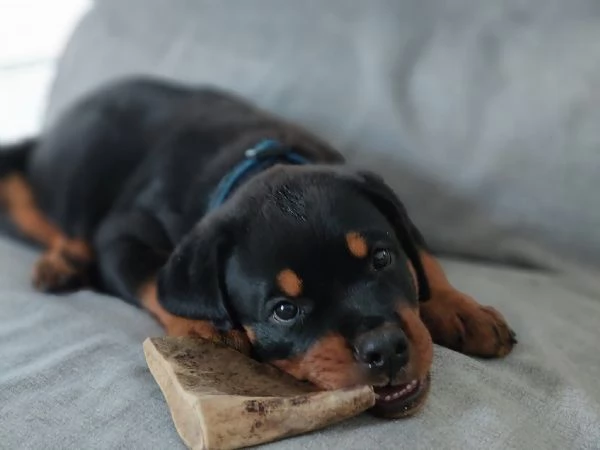 CUCCIOLI SELEZIONATI DI ROTTWEILER - PEDEGREE ROSA | Foto 5