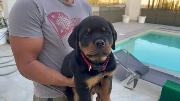 CUCCIOLI SELEZIONATI DI ROTTWEILER - PEDEGREE ROSA | Foto 3