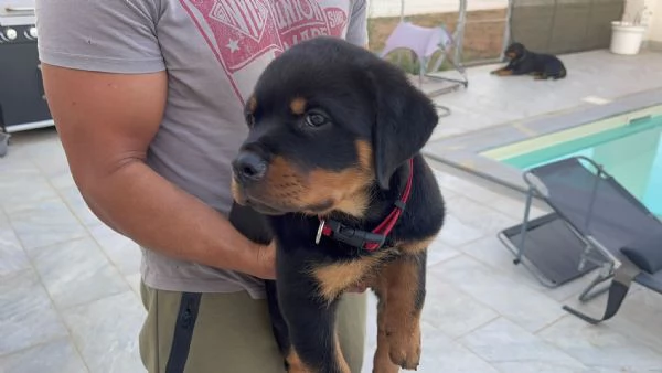 CUCCIOLI SELEZIONATI DI ROTTWEILER - PEDEGREE ROSA | Foto 2