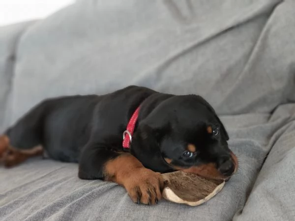 CUCCIOLI SELEZIONATI DI ROTTWEILER - PEDEGREE ROSA | Foto 1