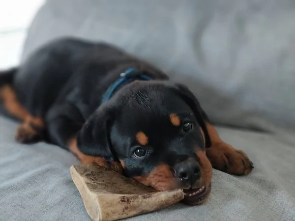 CUCCIOLI SELEZIONATI DI ROTTWEILER - PEDEGREE ROSA | Foto 0