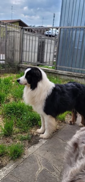 Cuccioli Australian sheperd 