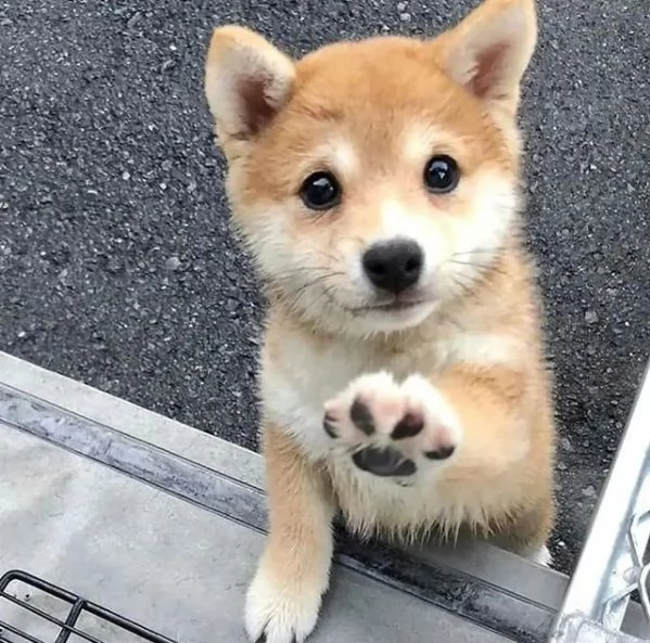 REGALO Cuccioli di Shiba Inu bellissimi cuccioli fulvi e vengono consegnati con il microcip,iscrizio