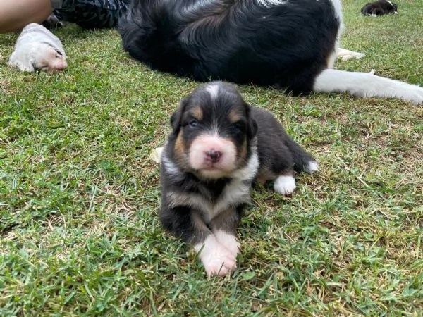 Cuccioli pastore australiano 