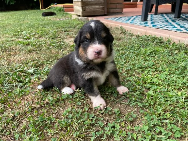 Cuccioli pastore australiano  | Foto 2