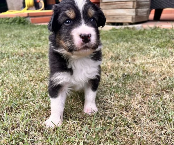 Cuccioli pastore australiano  | Foto 1